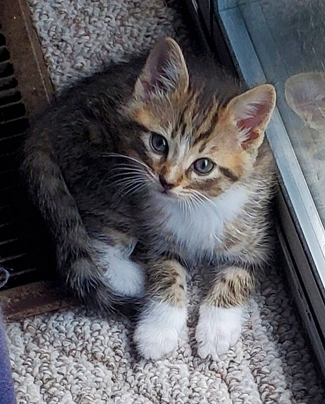 Socks is registered to the contest to win money with this photo: carnivore, cat, claw, domestic_short_haired_cat, fawn, felidae, fur, parking, paw, plant, sitting, small_to_medium_sized_cats, snout, tail, terrestrial_animal, whiskers, window