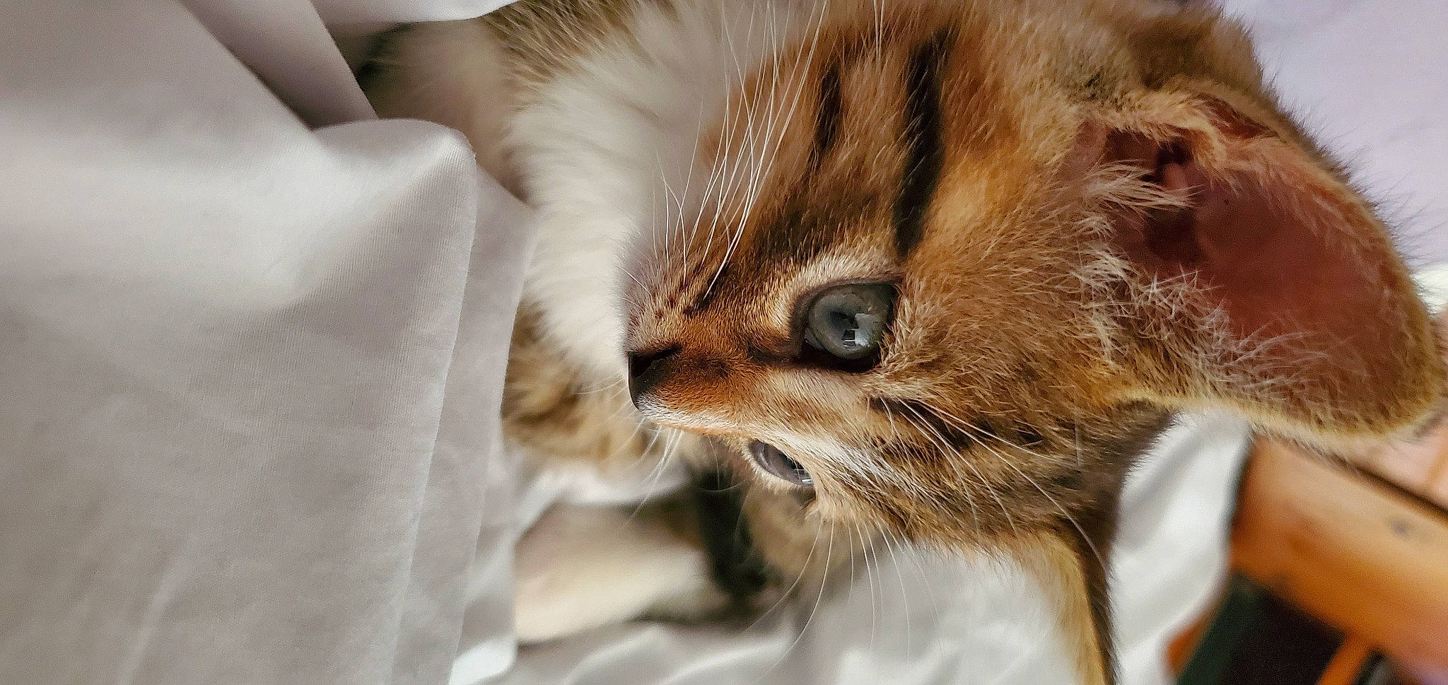 Socks joined the competition — help win amazing prizes! bed, carnivore, cat, claw, comfort, domestic_short_haired_cat, ear, eyelash, fawn, felidae, fur, macro_photography, nap, paw, sleep, small_to_medium_sized_cats, snout, terrestrial_animal, whiskers