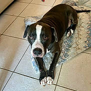 Tyson is registered to the contest to win money with this photo: dog, black_and_white, pet, indoor, tile_floor, quilt, resting, animal, canine, paw, looking_up, ears_down, floor, home, domestic, laying_down, portrait, companion, mammal, cute