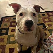 Ava joined the competition — help win amazing prizes! dog, indoor, pet, curious, ears, patterned_rug, floor, tile, brown, white, sitting, collar, canine, animal, looking, portrait, household, cozy, paw, attention