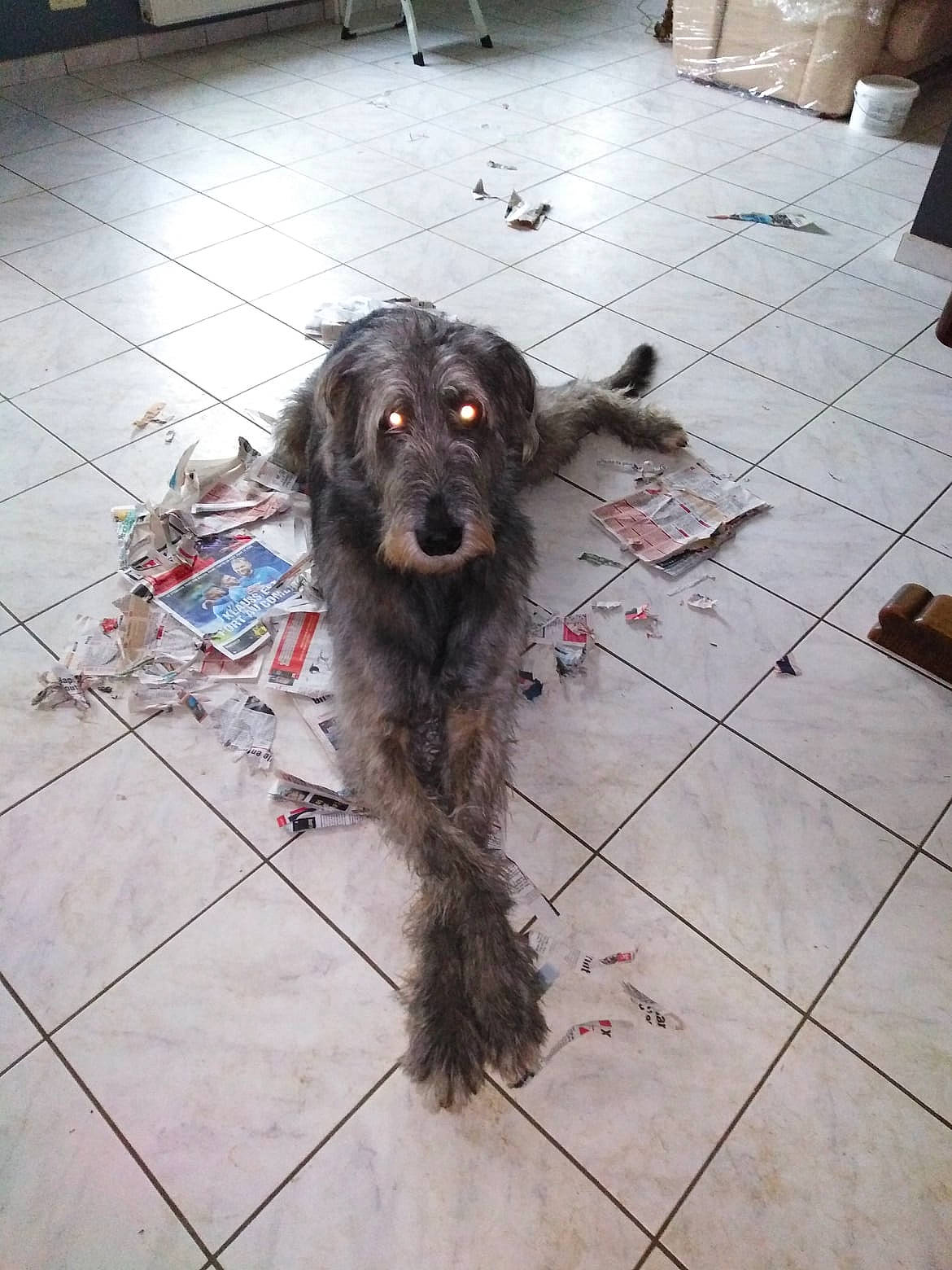Shamrock participe au concours pour gagner de l'argent avec cette photo : carnivore, collar, companion_dog, dog, dog_breed, dog_collar, floor, flooring, fur, hardwood, leash, liver, snout, spaniel, terrier, tile, working_animal