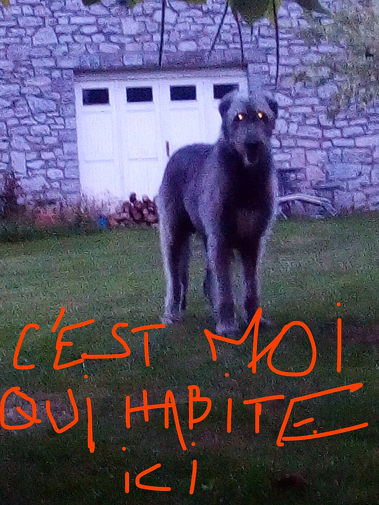 Shamrock participe au concours pour gagner de l'argent avec cette photo : adaptation, carnivore, companion_dog, dog, dog_breed, electric_blue, fawn, font, fur, grass, handwriting, livestock, photo_caption, plant, sheep, tail, terrestrial_animal, window, working_animal