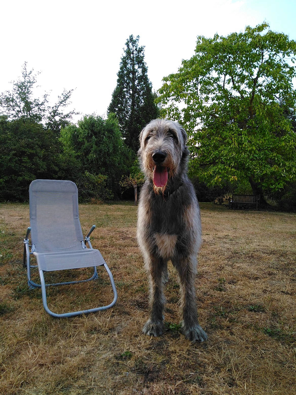 Shamrock participe au concours pour gagner de l'argent avec cette photo : canidae, carnivore, chair, cloud, companion_dog, dog, dog_breed, grass, landscape, outdoor_furniture, plant, sky, small_terrier, sporting_group, terrestrial_animal, terrier, tree, water_dog, working_animal, working_dog