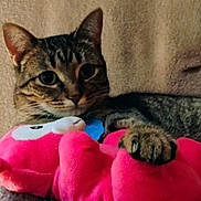 Peggy Sue is registered to the contest to win money with this photo: animal, bed, cat, closeup, cozy, cuddling, cute, domestic_animal, feline, indoor, looking, paw, pet_bed, pink, plush_toy, relaxed, resting, soft, tabby, toy