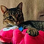 animal, bed, cat, closeup, cozy, cuddling, cute, domestic_animal, feline, indoor, looking, paw, pet_bed, pink, plush_toy, relaxed, resting, soft, tabby, toy