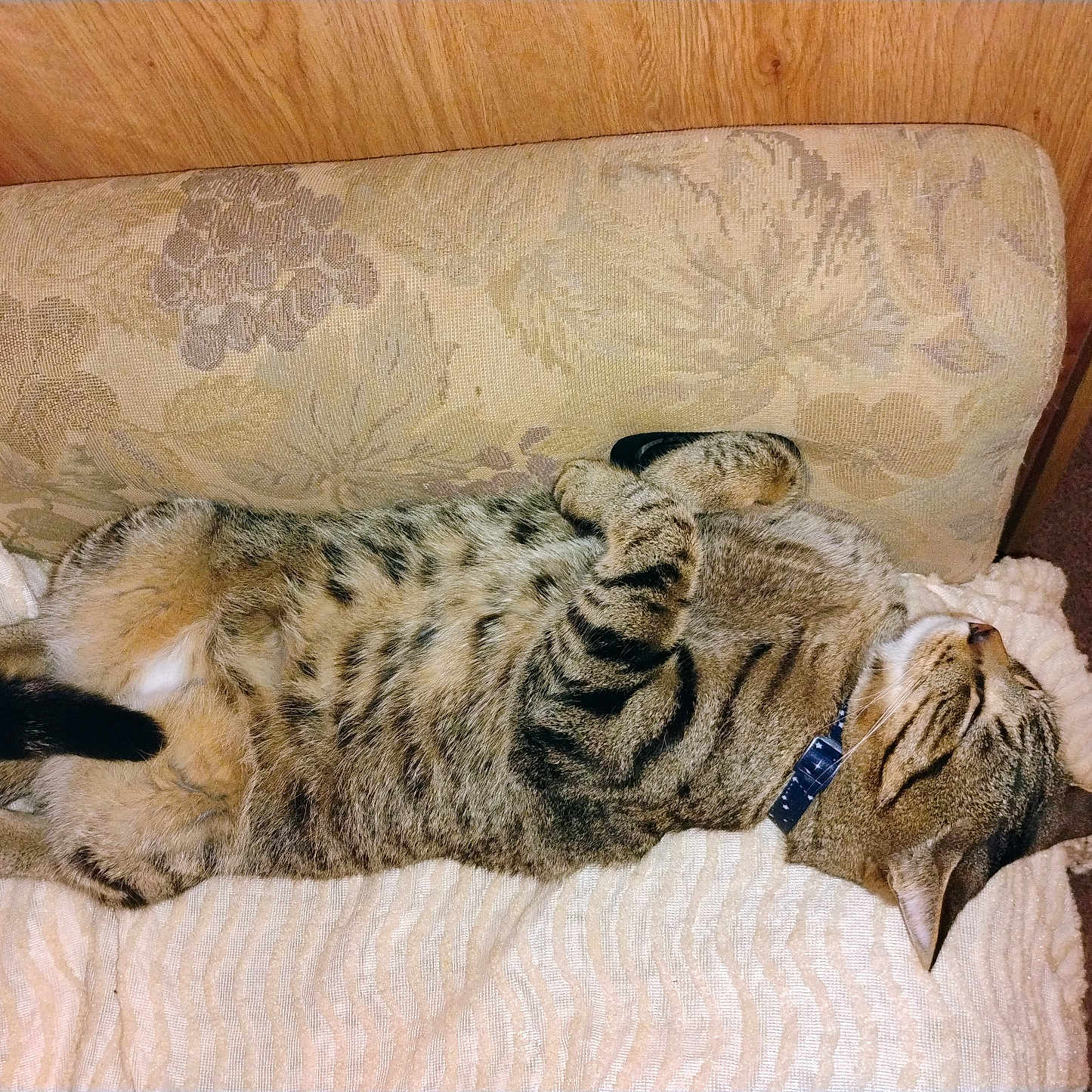 Boodro is registered to the contest to win money with this photo: animal, cat, collar, couch, cozy, cute, domestic_animal, fur, furniture, home, indoor, mammal, paw, pet, relaxed, resting, sleeping, striped, tabby, whiskers