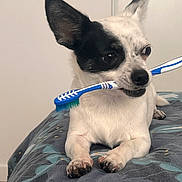 Maya participe au concours pour gagner de l'argent avec cette photo : dog, toothbrush, black_and_white, small_dog, pet, lying_down, bed, blanket, indoor, curious, animal, cute, fur, ears, paw, snout, domestic_animal, companion, looking_away, resting