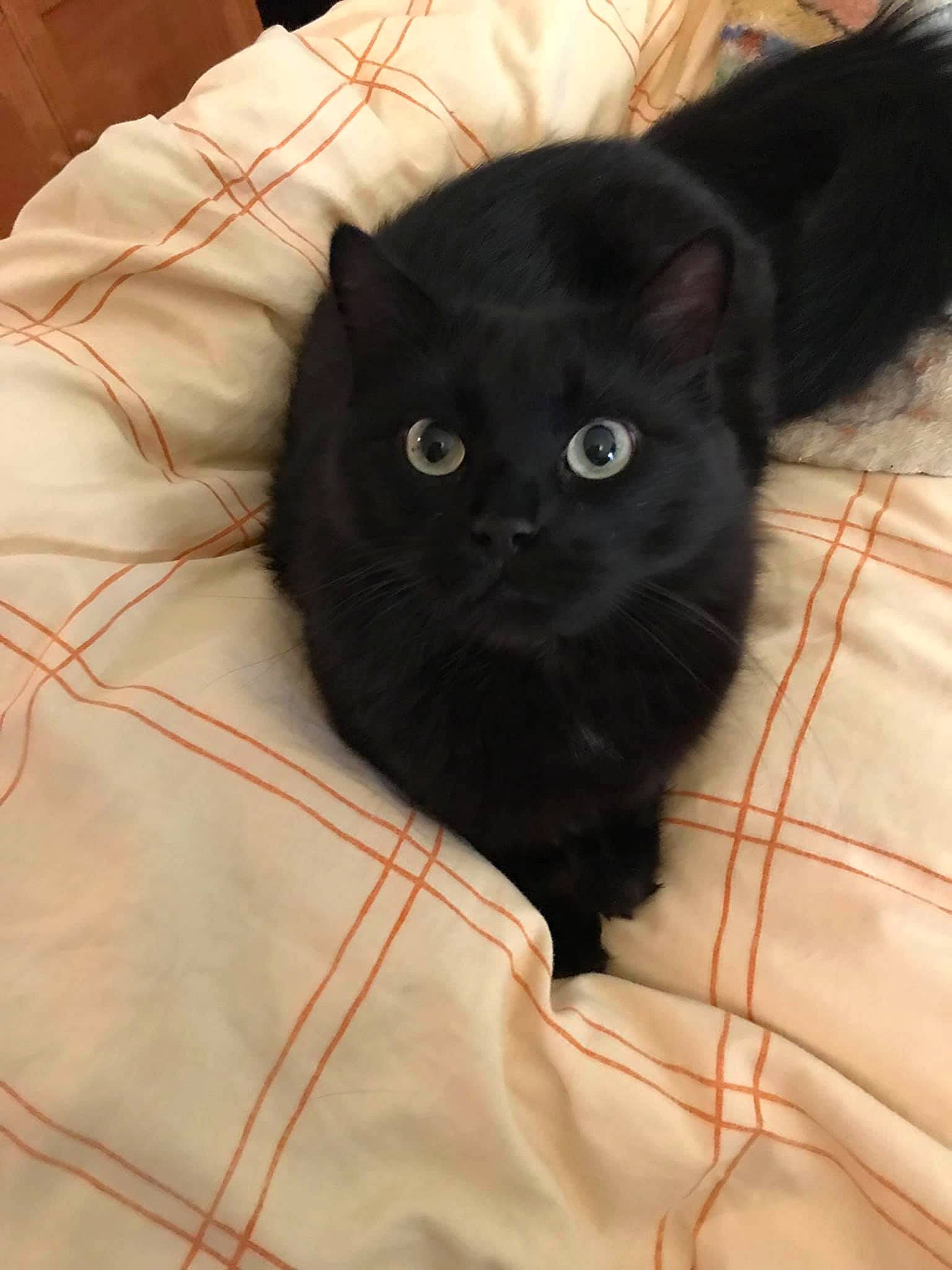 Salem participe au concours pour gagner de l'argent avec cette photo : black_cat, carnivore, cat, comfort, domestic_short_haired_cat, eye, felidae, fur, iris, mammal, sleeve, small_to_medium_sized_cats, snout, terrestrial_animal, whiskers