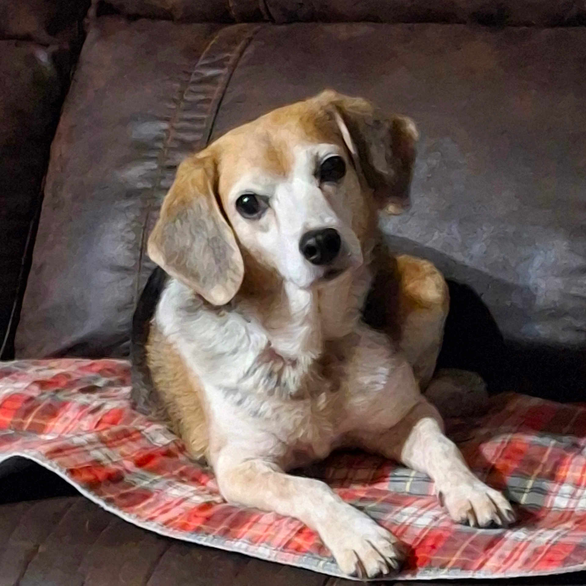 Elway The Beagle joined the competition — help win amazing prizes! animal, beagle, blanket, companion, couch, cozy, cute, dog, domestic, ears, face, fur, indoor, leather, looking, paws, pet, plaid, relaxed, resting
