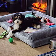 Stella joined the competition — help win amazing prizes! animal, black, brown, carpet, cozy, dog, dog_bed, fireplace, fur, home, indoor, lying_down, pet, plush_toy, puppy, relaxing, sleeping, toy, warm, white