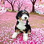 Stella is registered to the contest to win money with this photo: animal, blossom, canine, colorful, cute, dog, flower_petals, fur, garden, happy_dog, landscape, nature, outdoor, pet, pink_flowers, playful, scenic, sitting, spring, tree