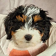 Stella is registered to the contest to win money with this photo: puppy, dog, tricolor, fluffy, cute, pet, knitted_sweater, black_fur, white_fur, brown_fur, closeup, indoors, blanket, soft, fur, snuggled, animal, young_dog, face, portrait