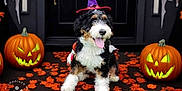 Stella joined the competition — help win amazing prizes! black, celebration, costume, cute, decorations, dog, fall, festive, front_door, halloween, holiday, jack_o_lantern, leaves, orange, pet, pumpkin, puppy, smiling, tongue_out, witch_hat