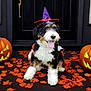 black, celebration, costume, cute, decorations, dog, fall, festive, front_door, halloween, holiday, jack_o_lantern, leaves, orange, pet, pumpkin, puppy, smiling, tongue_out, witch_hat