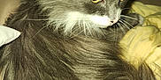Luna is registered to the contest to win money with this photo: cat, gray_cat, long_fur, yellow_eyes, pet, animal, close_up, indoor, feline, whiskers, curious, soft_fur, cozy, pillow, blanket, domestic_animal, cute, fur_texture, mammal, portrait