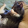 Luna is registered to the contest to win money with this photo: cat, dog, pet, animal, furry, resting, blanket, indoor, cute, companions, cozy, relaxing, sleeping, fur, whiskers, ears, paw, bed, friendship, domestic