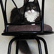 Luna is registered to the contest to win money with this photo: cat, black_and_white, fluffy, chair, cushion, indoor, pet, animal, feline, curious, sitting, metal_bars, furniture, domestic, whiskers, tail, eyes, fur, looking, quiet