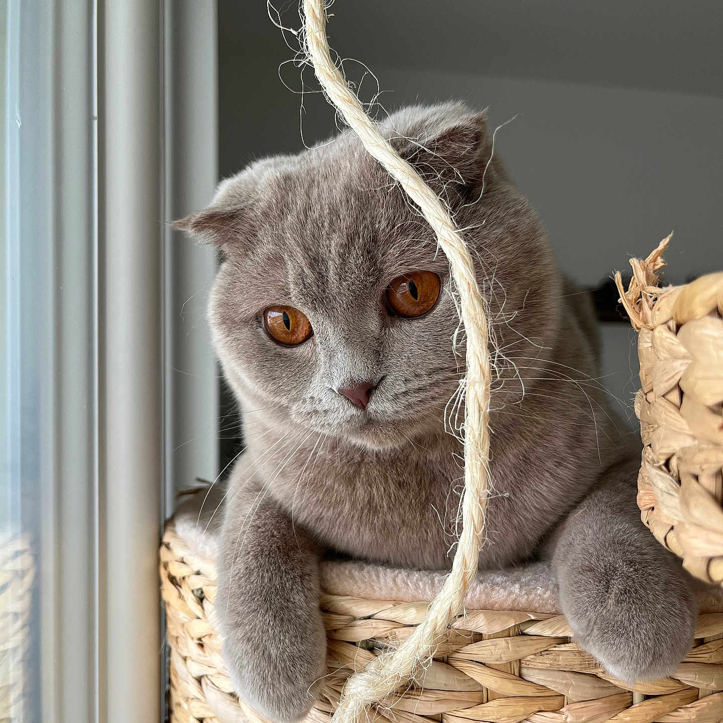 Nala a rejoint le concours — aidez-le/la à gagner de superbes lots ! abyssinian, animal, basket, cat, countryside, homedecor, kitten, linen, manx, nature, outdoors, pet, straw