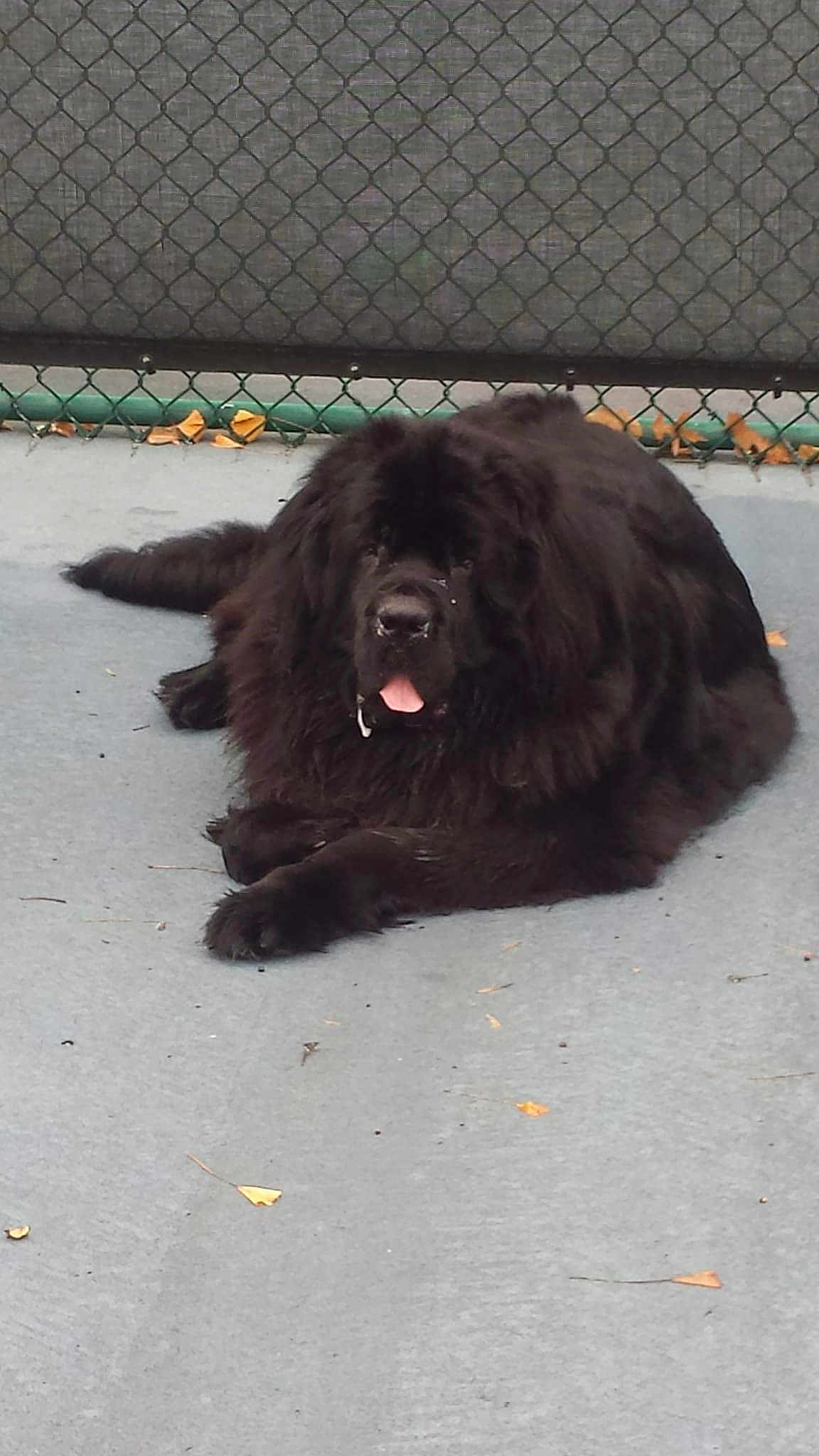 Jazsperlee Koda Bear Belafonte