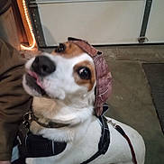 Bobiscuit joined the competition — help win amazing prizes! animal, brown_and_white, canine, cap, close_up, collar, companion, concrete_floor, dog, domestic_animal, friendly, garage_door, harness, indoor, leash, looking_up, paw, person_hand, pet, playful