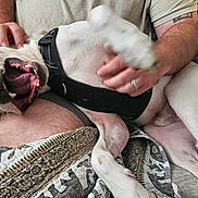Mochi is registered to the contest to win money with this photo: dog, pet, playing, happy, mouth_open, lap, person, hand, couch, blanket, indoor, fur, white_dog, black_harness, tail, paw, relaxed, smiling, domestic_animal, closeup