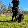 Patto a rejoint le concours — aidez-le/la à gagner de superbes lots ! animal, backyard, black_dog, blue_sky, canine, daytime, dog, fur, grass, leisure, mammal, nature, outdoor, peaceful, pet, portrait, sitting, sunlight, tree, watchful