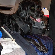 Patto a rejoint le concours — aidez-le/la à gagner de superbes lots ! animal, black_dog, blanket, brush, canine, comfort, cozy, dog, fur, happy, indoor, jacket, pet, resting, seat, suitcase, tongue_out, transportation, travel, vehicle_interior
