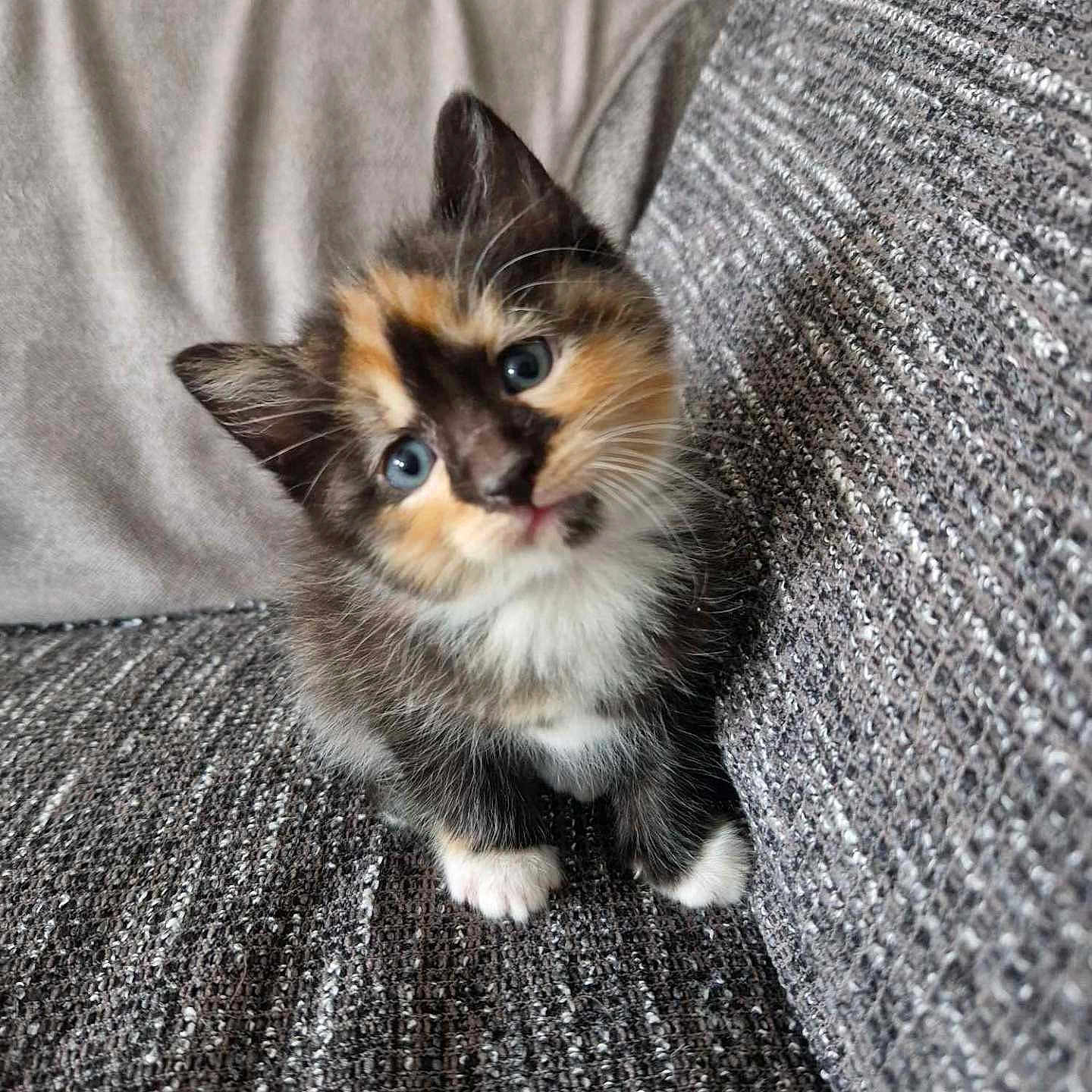 Yuna a rejoint le concours — aidez-le/la à gagner de superbes lots ! abyssinian, animal, blanket, cat, couch, cushion, furniture, homedecor, kitten, manx, pet, siamese