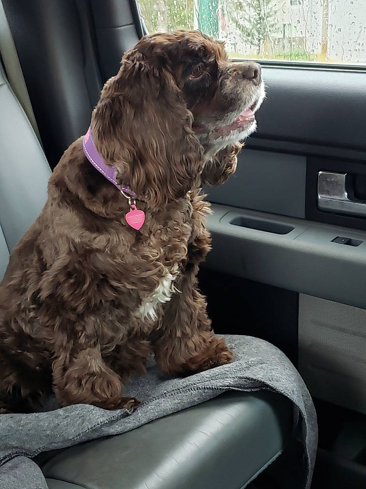 Bella is registered to the contest to win money with this photo: auto_part, automotive_exterior, car, car_seat, car_seat_cover, carnivore, collar, companion_dog, dog, dog_breed, dog_collar, fur, gun_dog, liver, motor_vehicle, snout, sporting_group, vehicle, vehicle_door, working_animal
