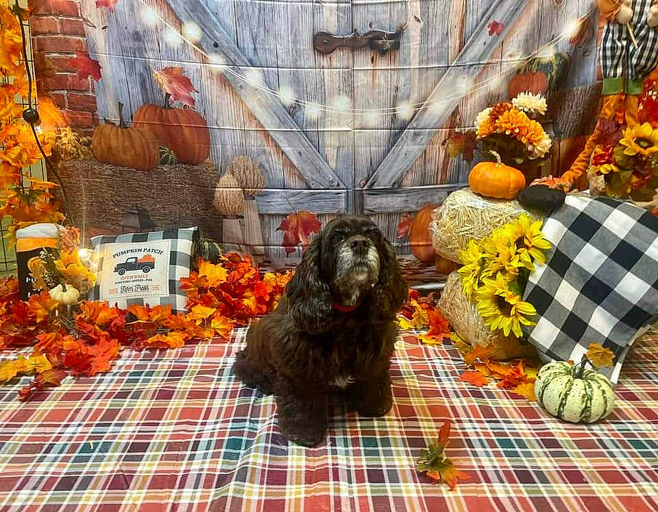 Bella is registered to the contest to win money with this photo: art, calabaza, event, floral_design, floristry, flower, flower_arranging, gourd, linens, market, natural_foods, orange, pattern, plaid, pumpkin, table, tablecloth, tartan, textile, window