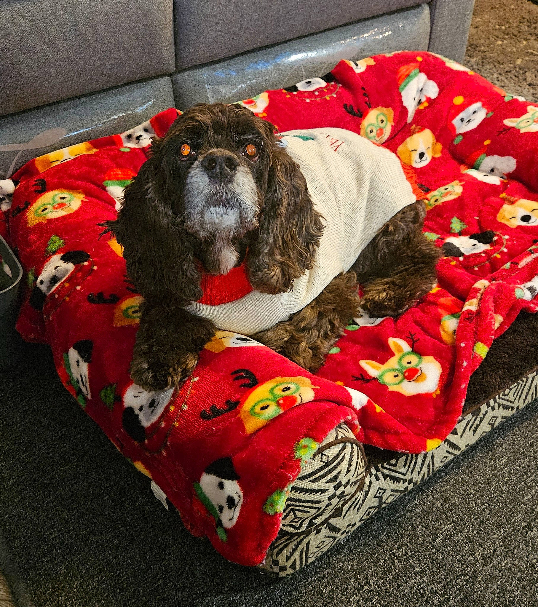 Bella is registered to the contest to win money with this photo: canidae, carmine, carnivore, comfort, companion_dog, couch, dog, dog_bed, dog_breed, dog_clothes, dog_supply, fur, liver, paw, pet_supply, puppy, snout, sporting_group, toy_dog, working_animal