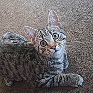 Rio joined the competition — help win amazing prizes! animal, carpet, cat, curious, cute, domestic_cat, feline, fur, indoor, looking_up, lying_down, mammal, paw, pet, playful, striped, tabby, whiskers, wide_eyes, young_cat