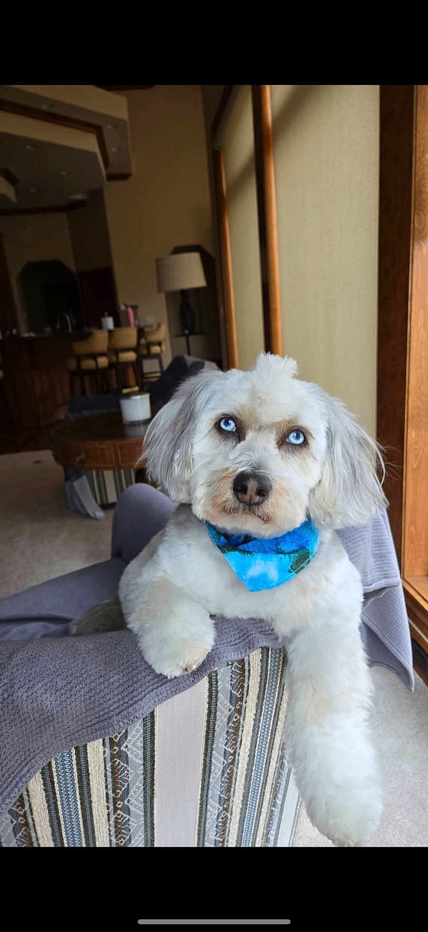 Zach joined the competition — help win amazing prizes! dog, white_dog, blue_eyes, bandana, pet, indoor, chair, blanket, cozy, living_room, furniture, window, curious, fluffy, cute, domestic_animal, companion, relaxed, portrait, animal