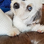 Zach is registered to the contest to win money with this photo: dog, blue_eyes, fluffy, couch, leather, indoor, blanket, white_cushion, pet, curious, head_tilt, paw, snout, fur, close_up, domestic_animal, relaxing, cozy, home, companion