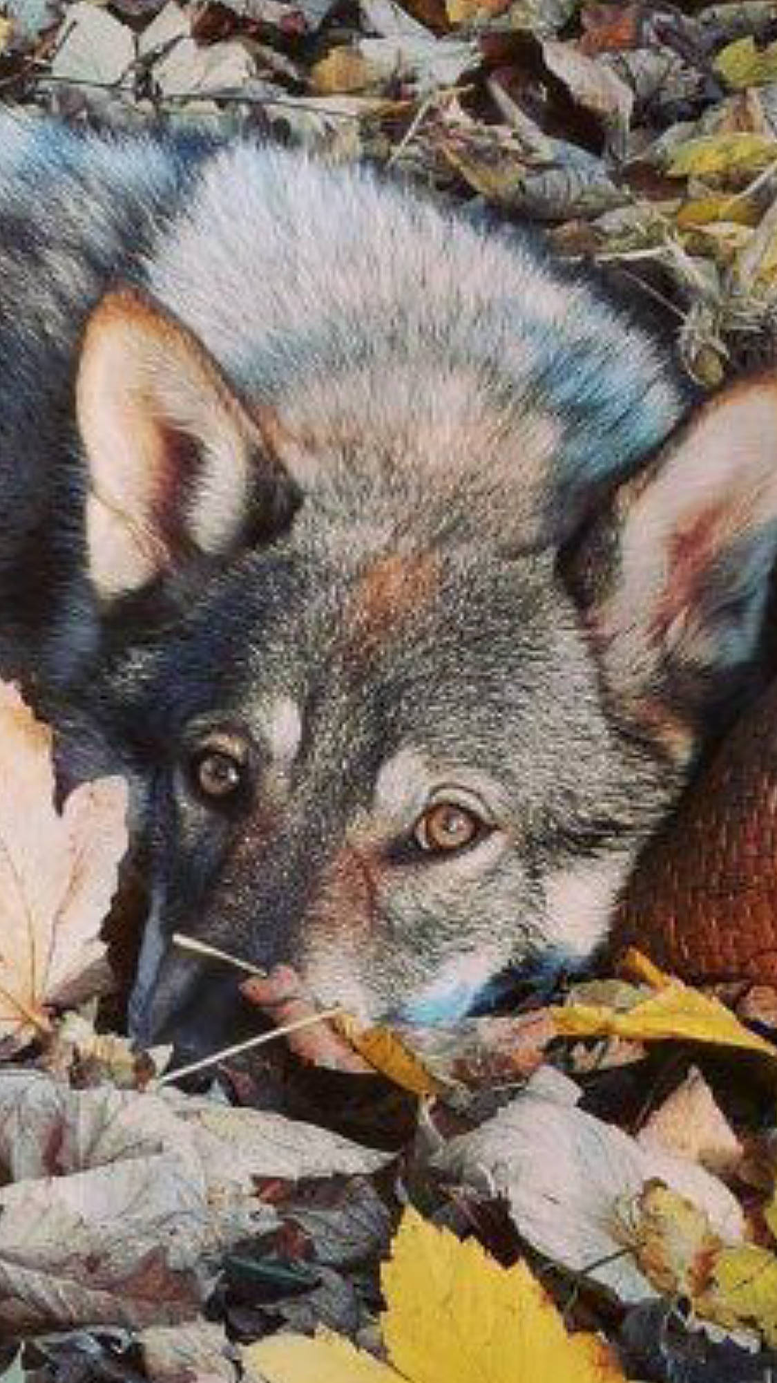 Schalla participe au concours pour gagner de l'argent avec cette photo : art, canidae, canis, carnivore, dog_breed, fawn, fur, grass, marsupial, northern_hardwood_forest, painting, plant, small_to_medium_sized_cats, snout, tail, terrestrial_animal, visual_arts, whiskers, wildlife, wolf