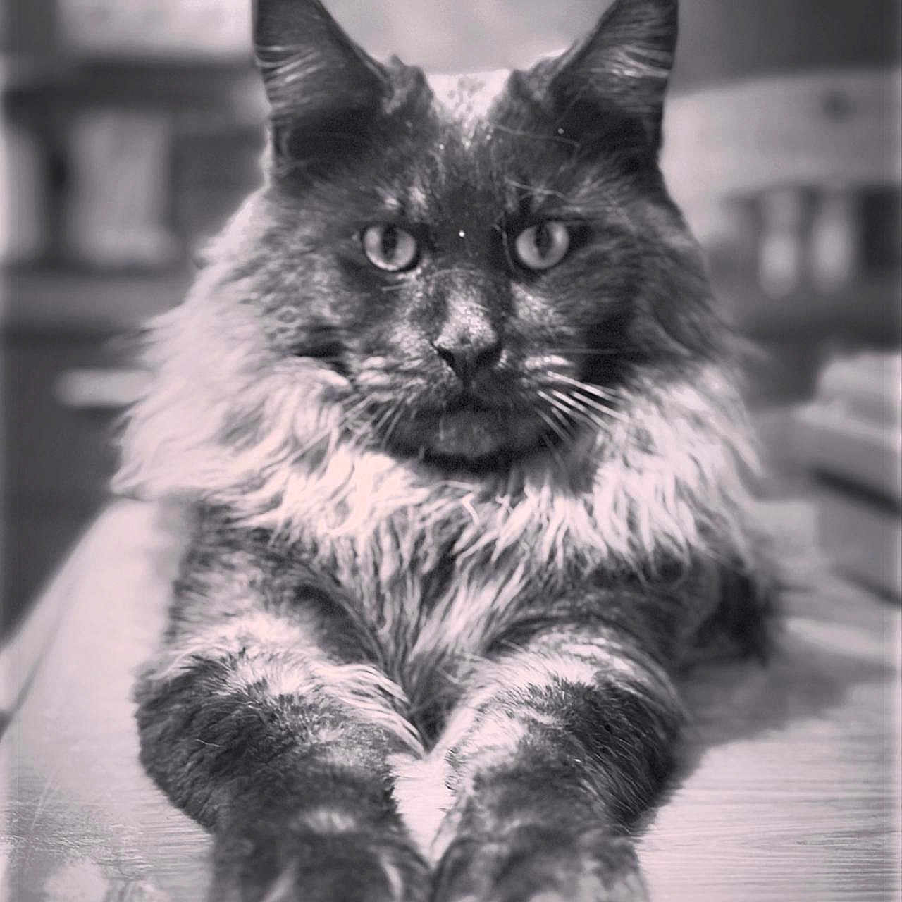 Uppa participe au concours pour gagner de l'argent avec cette photo : black_and_white, cat, close_up, ears, eyes, feline, focus_on_eyes, fur, indoor, long_hair, majestic, paws, pet, portrait, relaxed, shallow_depth_of_field, staring, table, vintage, whiskers