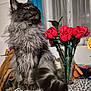 Uppa a rejoint le concours — aidez-le/la à gagner de superbes lots ! cat, fluffy_cat, long_haired_cat, gray_cat, pet, indoor, vase, flowers, roses, table, tablecloth, geometric_pattern, curtain, window, plant, tail, whiskers, yellow_eyes, cozy_home, sitting
