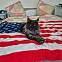 cat, pet, bed, blanket, american_flag, stars, stripes, pillow, bedroom, fur, green_eyes, loaf_pose, cozy, indoors, furniture, comfort, soft, relaxed, mammal, domestic_cat