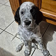 Asta participe au concours pour gagner de l'argent avec cette photo : dog, puppy, pet, black_and_white, speckled, tile_floor, wood_cabinet, indoor, sitting, paw, nose, eyes, adorable, looking_up, close_up, domestic_animal, young, fur, spot_pattern, shadow