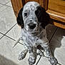 dog, puppy, pet, black_and_white, speckled, tile_floor, wood_cabinet, indoor, sitting, paw, nose, eyes, adorable, looking_up, close_up, domestic_animal, young, fur, spot_pattern, shadow