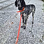 dog, pet, snow, winter, leash, orange_leash, collar, sidewalk, street, stone_wall, footprints, standing, looking_at_camera, black_and_white_fur, spotted_fur, rural, cold, pavement, overcast, canine