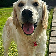 Vaya participe au concours pour gagner de l'argent avec cette photo : animal, canine, closeup, collar, daylight, dog, friendly, fur, garden, golden_retriever, grass, happy, mammal, nature, outdoor, pet, sunlight, tag, tongue, walking_path