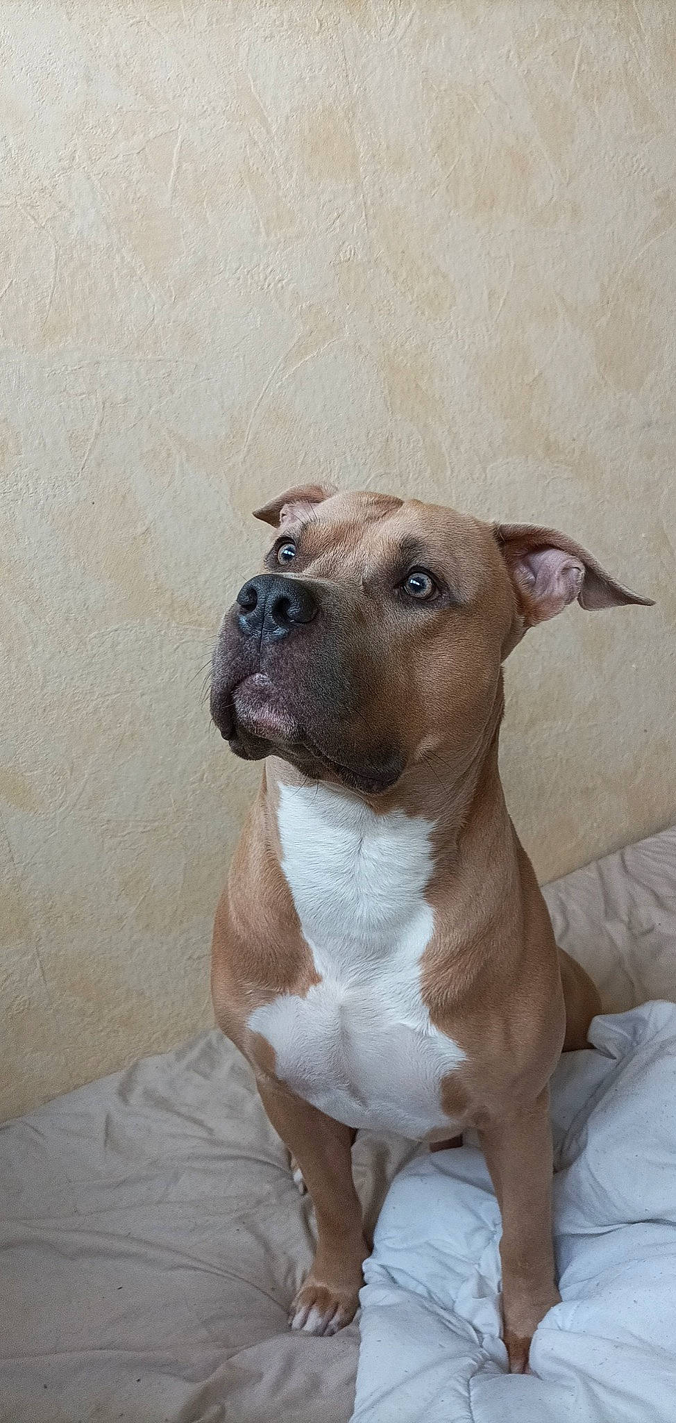 Dyson a rejoint le concours — aidez-le/la à gagner de superbes lots ! ancient_dog_breeds, art, canidae, carnivore, collar, companion_dog, dog, dog_breed, dog_collar, ear, fawn, non_sporting_group, snout, sporting_group, terrestrial_animal, toy_dog, whiskers, working_animal