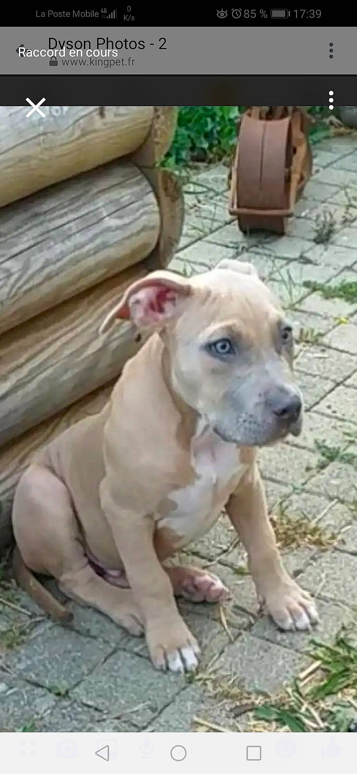 Dyson a rejoint le concours — aidez-le/la à gagner de superbes lots ! american_bulldog, american_pit_bull_terrier, american_staffordshire_terrier, bully_kutta, canidae, carnivore, catahoula_bulldog, dog, dog_breed, fawn, mammal, non_sporting_group, pit_bull, rare_breed_dog, vertebrate