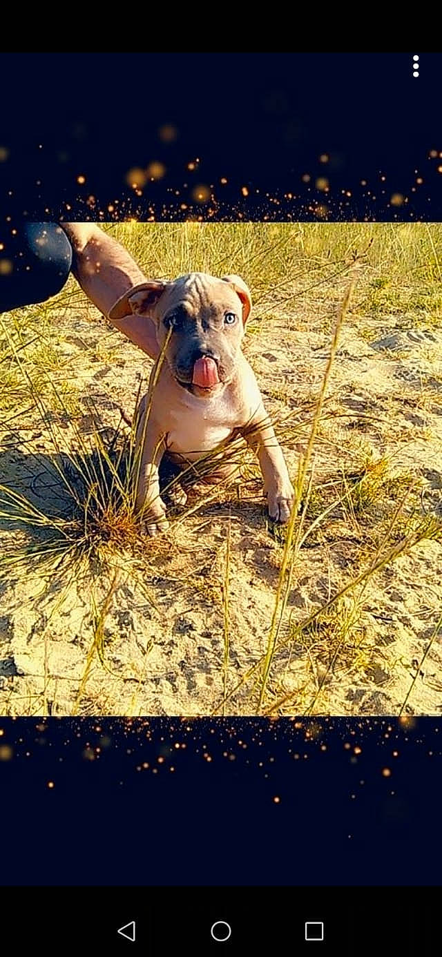 Dyson participe au concours pour gagner de l'argent avec cette photo : american_bulldog, american_pit_bull_terrier, american_staffordshire_terrier, bulldog, canidae, carnivore, dog, dog_breed, fawn, grass, mammal, molosser, non_sporting_group, olde_english_bulldogge, pit_bull, snout, sporting_group, valley_bulldog, vertebrate