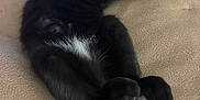 Pharaoh is registered to the contest to win money with this photo: angora, animal, bed, blackcat, blanket, cat, couch, electronics, furniture, indoors, kitten, manx, person, pet, sleeping