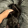 abyssinian, adult, animal, bed, blackcat, blanket, bodypart, cat, couch, finger, furniture, hand, kitten, male, man, manx, person, pet
