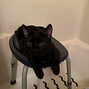 Pharaoh is registered to the contest to win money with this photo: abyssinian, animal, barstool, bathing, bathroom, bathtub, blackcat, cat, chair, furniture, hardwood, indoors, kitten, manx, person, pet, room, sink, tub, wood