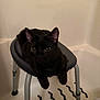 abyssinian, animal, barstool, bathing, bathroom, bathtub, blackcat, cat, chair, furniture, hardwood, indoors, kitten, manx, person, pet, room, sink, tub, wood