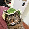 Sage joined the competition — help win amazing prizes! animal, bedroom, blue_eyes, cat, close_up, flower_hat, funny, fur, furniture, green, home, indoor, knitted_hat, lounge, pet, pink, portrait, tabby_cat, whiskers, white